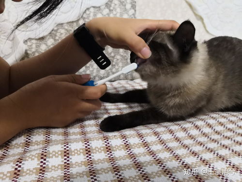 猫咪刷牙攻略游戏推荐图片(猫咪刷牙教程)