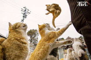 日本找猫团队游戏攻略(日本找猫猫)