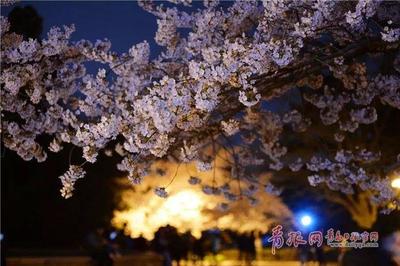青岛中山公园樱花(青岛中山公园樱花2023年几月开花)